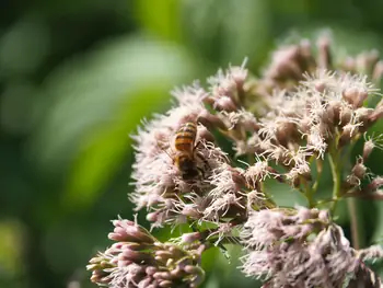 NaturOparC Hunawihr, Alsace (France)